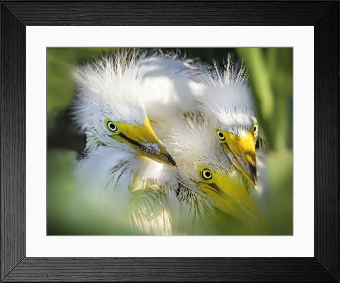 Framed Print : Three Great Egret Chicks Pose for the Camera Framed Print : Three Great Egret Chicks Pose for the Camera