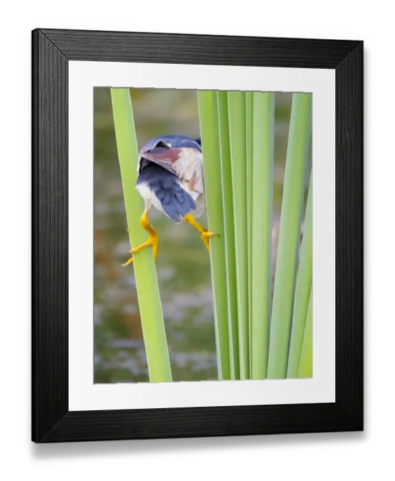 Framed Print : Least Bittern Straddling Reeds Framed Print : Least Bittern Straddling Reeds