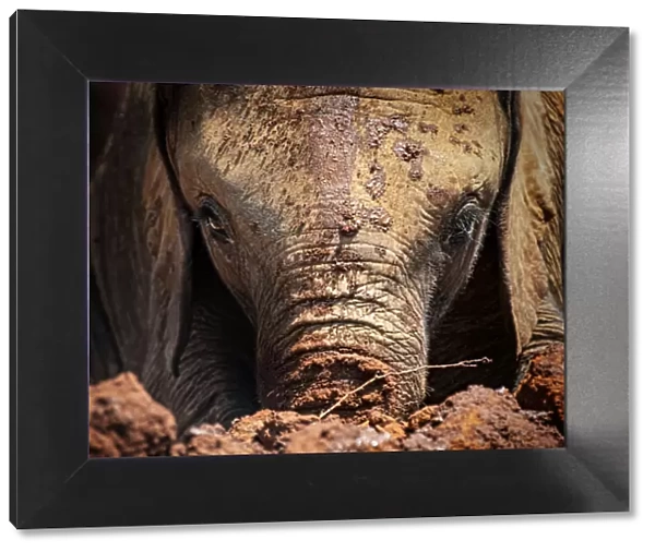 Baby African Elephant In Mud Looking at Camera