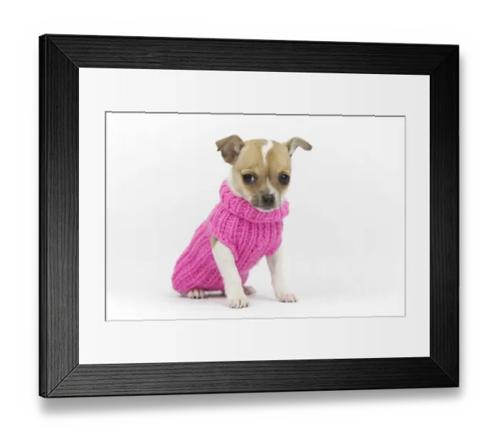 Framed Print : Dog with coat Framed Print : Dog with coat