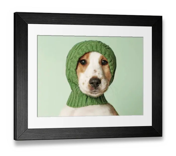 Framed Print : Cocker spaniel puppy Framed Print : Cocker spaniel puppy