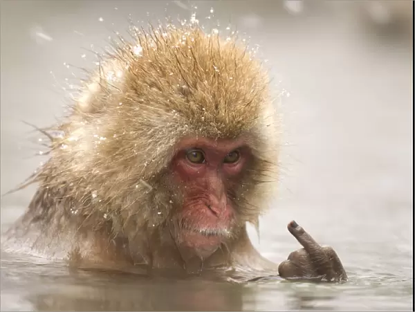 Japanese macaque giving the finger