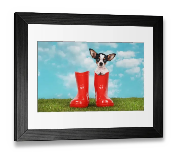 Framed Print : Chihuahua in wellington Framed Print : Chihuahua in wellington