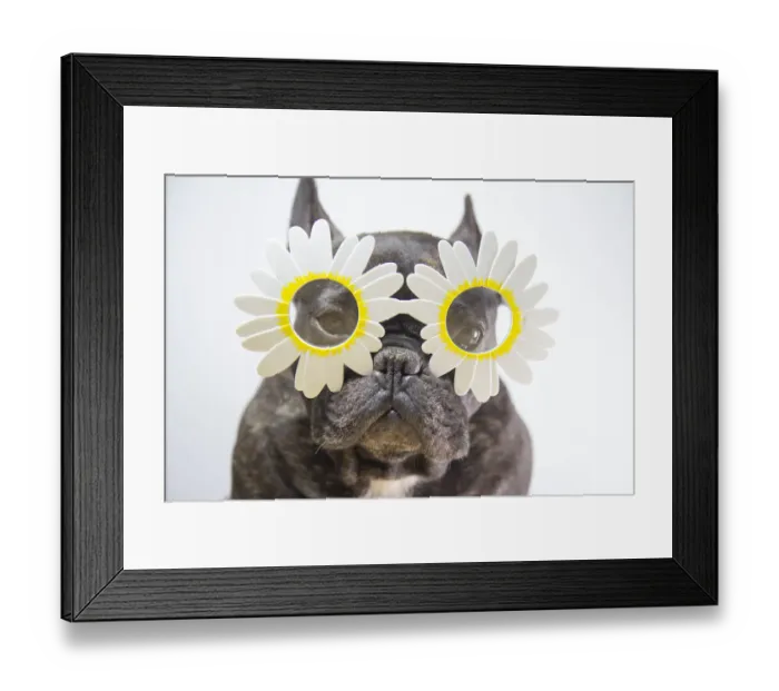 Framed Print : Dog with flower-shaped glasses Framed Print : Dog with flower-shaped glasses