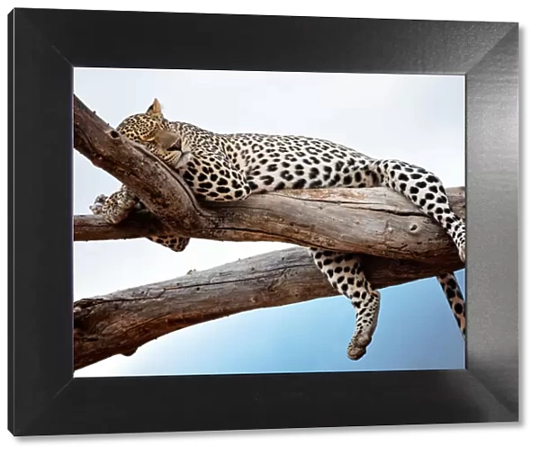 Leopard Resting in Tree Against Blue Sky in Samburu, Kenya