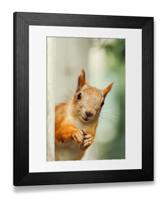 Framed Print : Funny face of Squirrel in a open window Framed Print : Funny face of Squirrel in a open window