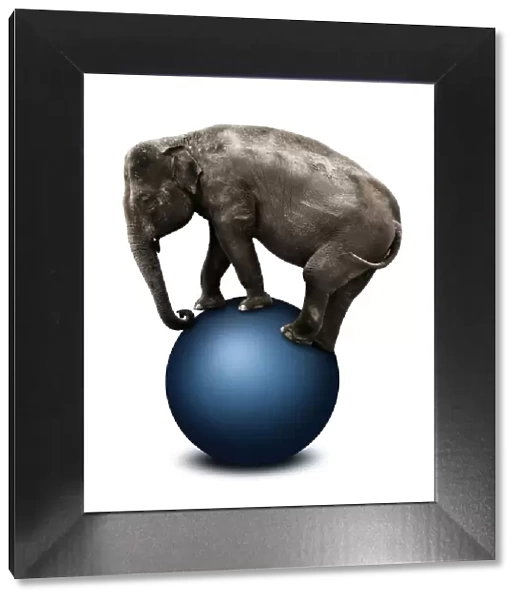 Elephant stood on top of fitness ball
