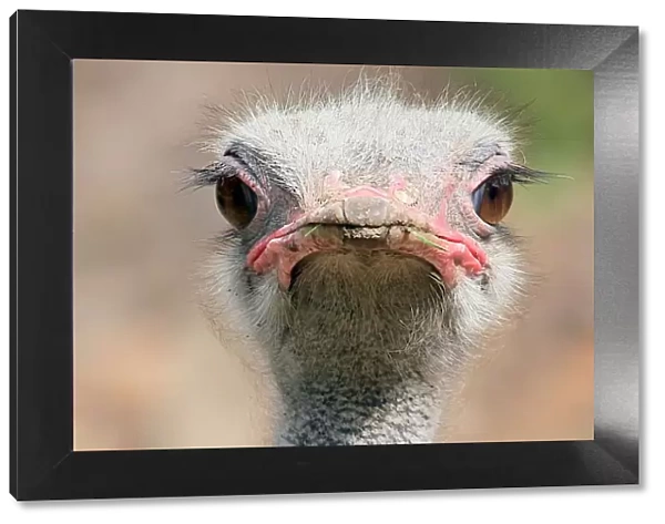 Ostrich Staredown