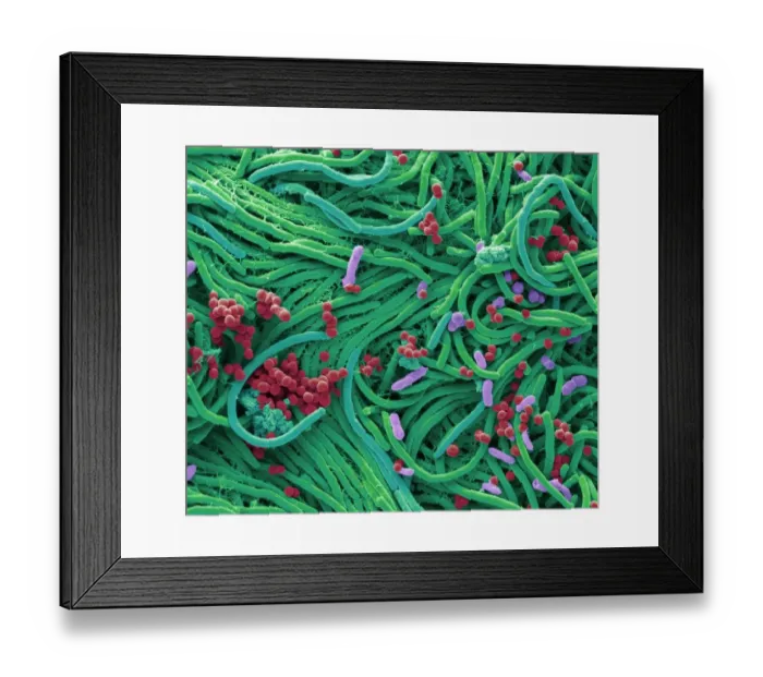 Framed Print : Bacteria found on mobile phone, SEM Framed Print : Bacteria found on mobile phone, SEM