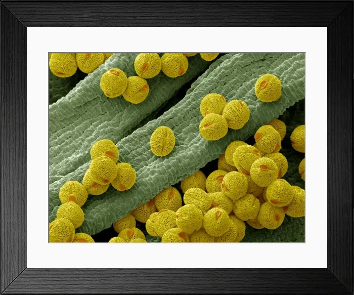 Framed Print : Bellflower pollen, SEM