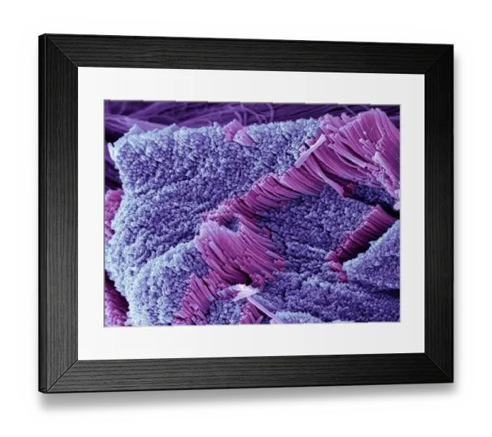 Framed Print : Tendon, SEM Framed Print : Tendon, SEM