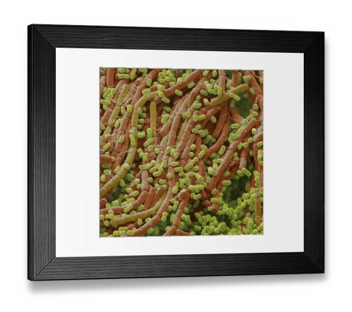 Framed Print : Soil bacteria, SEM Framed Print : Soil bacteria, SEM