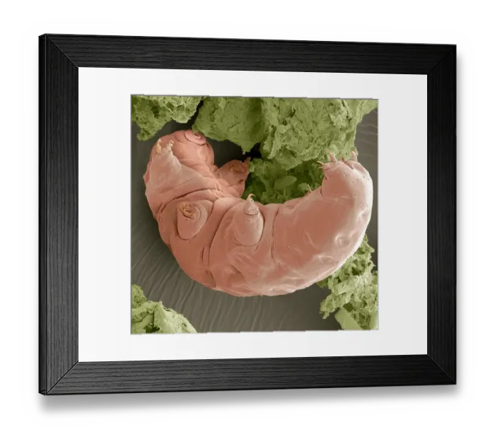 Framed Print : Water bear, SEM Framed Print : Water bear, SEM