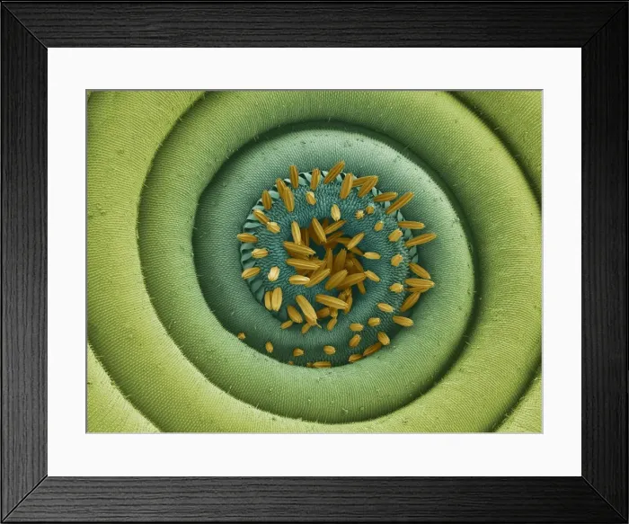 Framed Print : Moth proboscis