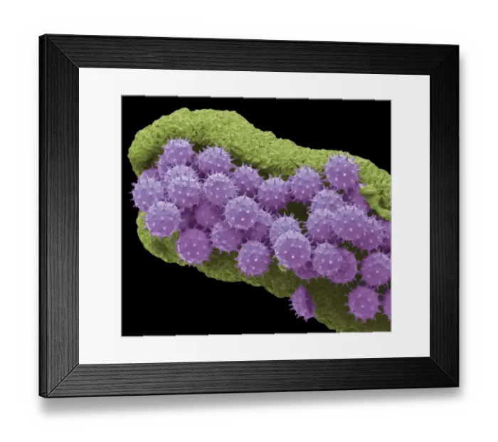Framed Print : Hibiscus pollen grains, SEM Framed Print : Hibiscus pollen grains, SEM