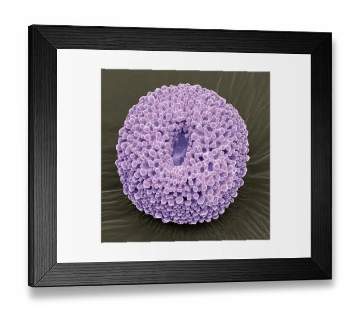 Framed Print : Geranium pollen, SEM