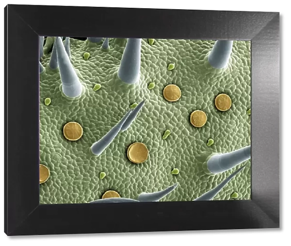 Marjoram leaf surface, scanning electron microscope (SEM)