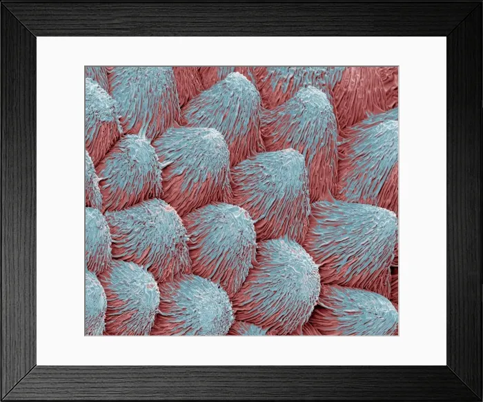 Framed Print : Orchid petal, SEM Framed Print : Orchid petal, SEM