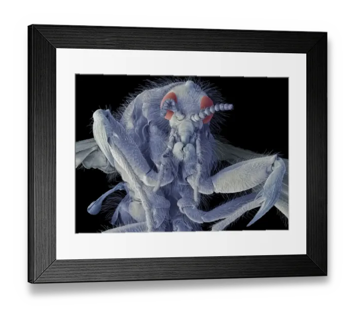 Framed Print : March fly, SEM Framed Print : March fly, SEM