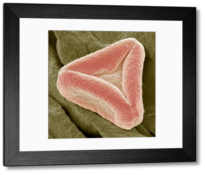 Framed Print : Bottlebrush pollen, SEM