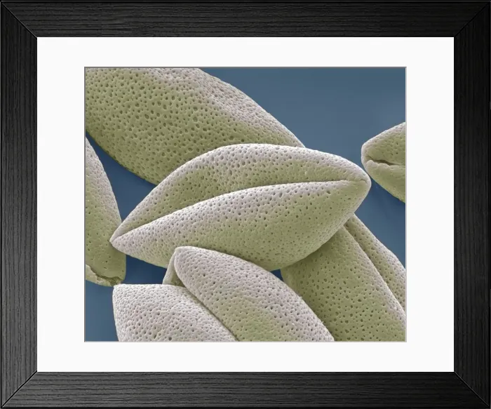 Framed Print : Asparagus pollen grains, SEM Framed Print : Asparagus pollen grains, SEM