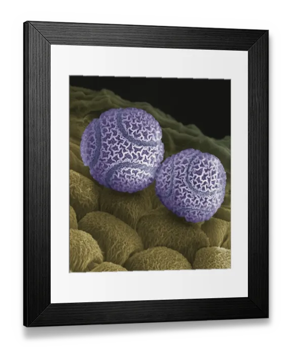 Framed Print : Passion flower pollen