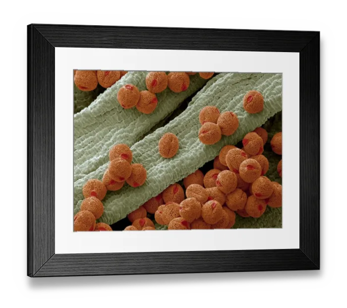 Framed Print : Bellflower pollen, SEM Framed Print : Bellflower pollen, SEM