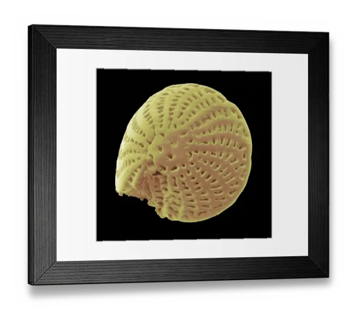 Framed Print : Foraminiferan microfossil, SEM Framed Print : Foraminiferan microfossil, SEM