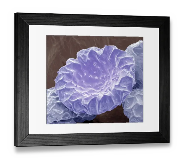Framed Print : Bougainvillea pollen, SEM Framed Print : Bougainvillea pollen, SEM