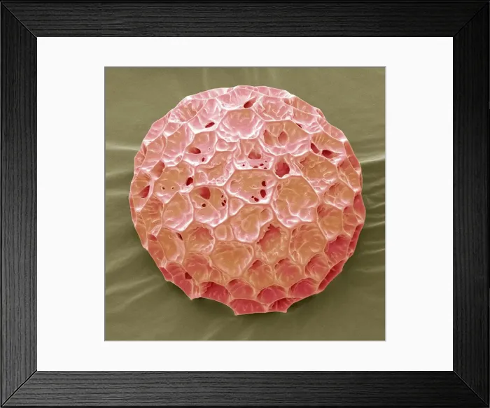 Framed Print : Phlox pollen, SEM Framed Print : Phlox pollen, SEM