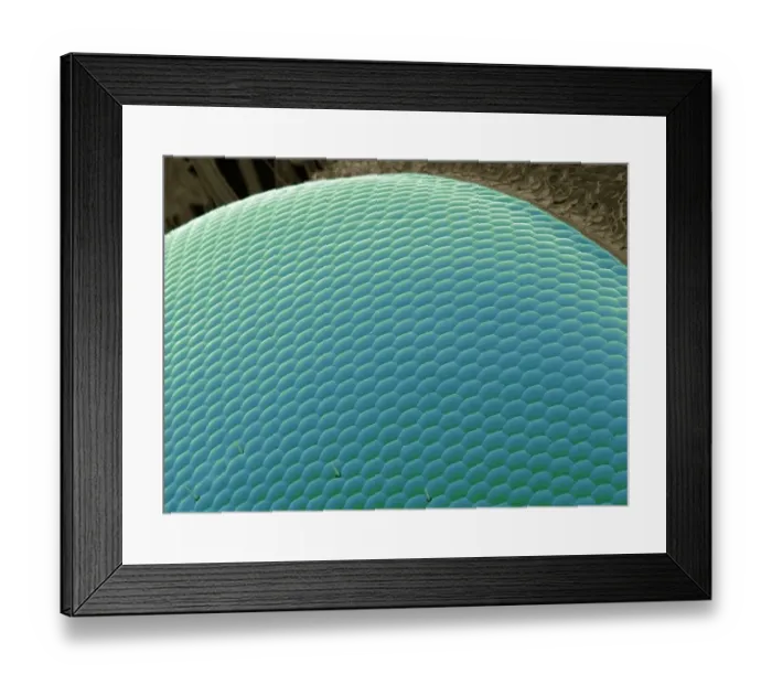 Framed Print : Wasp eye, SEM