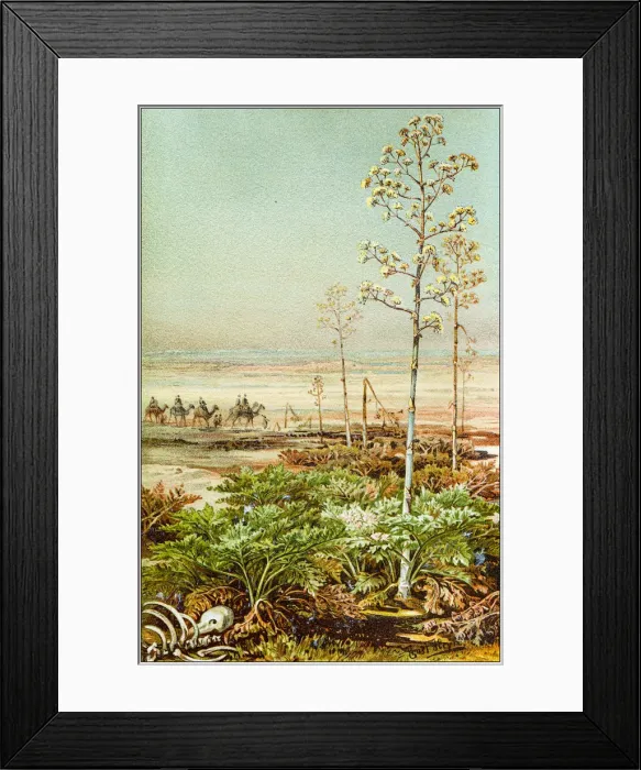 Framed Print : Antique botany illustration: Apiaceae or Umbelliferae Framed Print : Antique botany illustration: Apiaceae or Umbelliferae