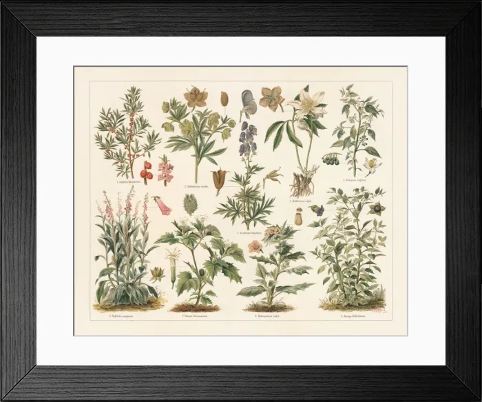 Framed Print : Poisonous plants, lithograph, published in 1897 Framed Print : Poisonous plants, lithograph, published in 1897