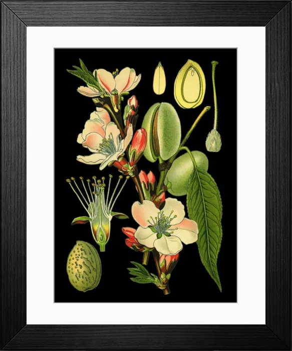 Framed Print : almond. Antique illustration of a Medicinal and Herbal Plants. Framed Print : almond. Antique illustration of a Medicinal and Herbal Plants.