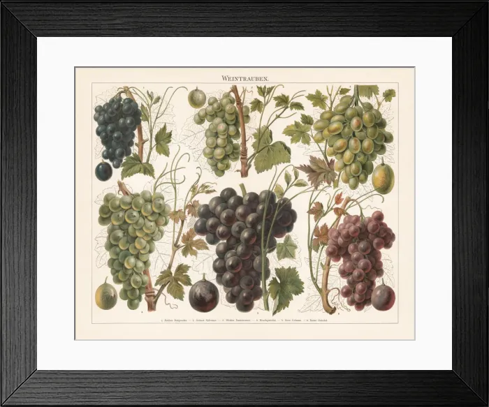 Framed Print : Grapes, chromolithograph, published in 1897 Framed Print : Grapes, chromolithograph, published in 1897