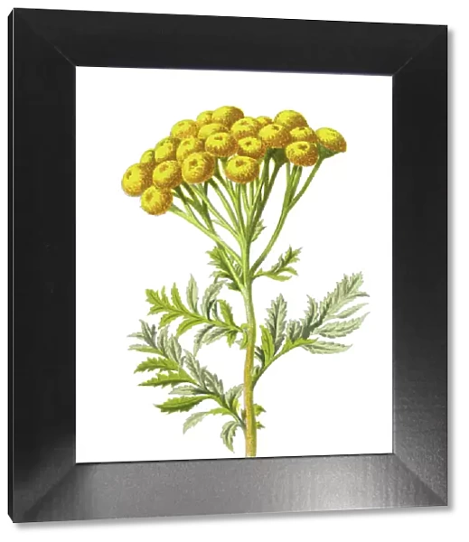 tansy, bitter buttons, cow bitter