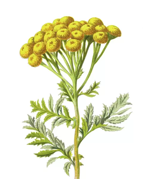 tansy, bitter buttons, cow bitter