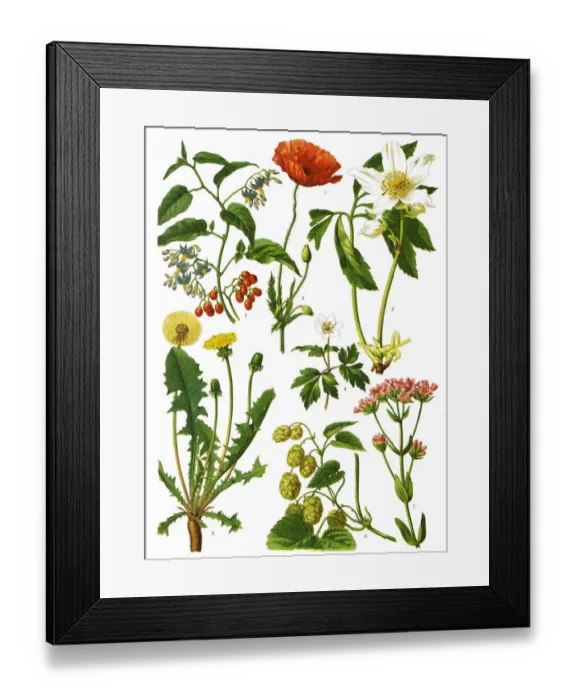 Framed Print : botanika i mineralogia atlas illustrations Framed Print : botanika i mineralogia atlas illustrations