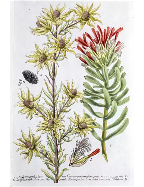 Protea plant, a 18th century botanical illustration