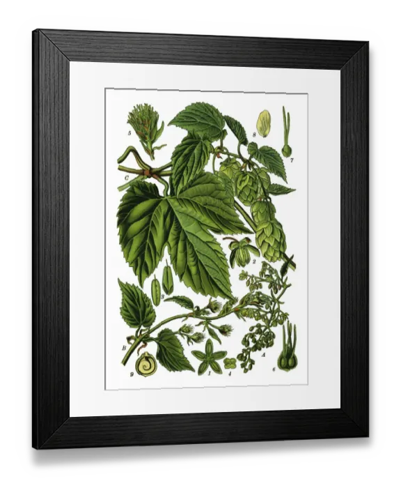 Framed Print : Hop Illustration from Medicinal Plants of the Russian Framed Print : Hop Illustration from Medicinal Plants of the Russian
