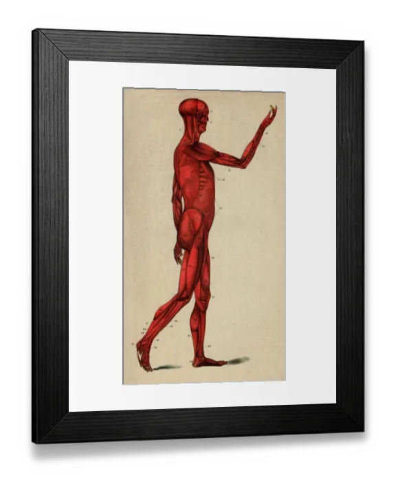 Framed Print : Human Muscular System, Scanned 1892 Engraving Framed Print : Human Muscular System, Scanned 1892 Engraving