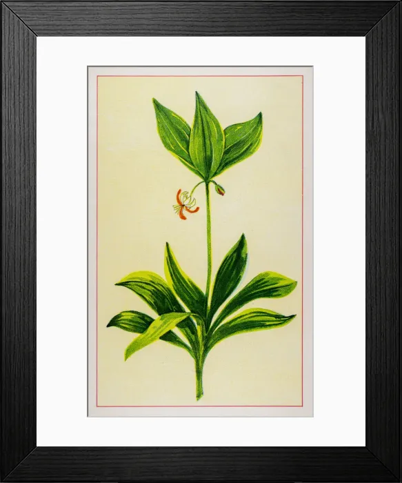 Framed Print : Indian Cucumber Root Framed Print : Indian Cucumber Root