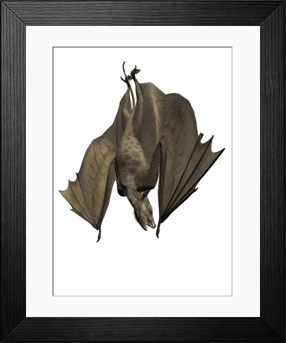 Framed Print : Icaronycteris, illustration Framed Print : Icaronycteris, illustration