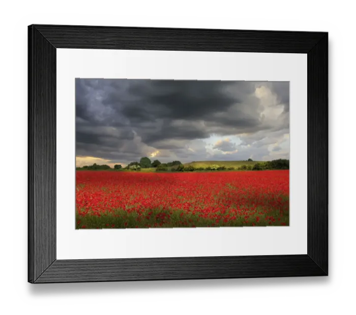 Framed Print : Simply Red Framed Print : Simply Red