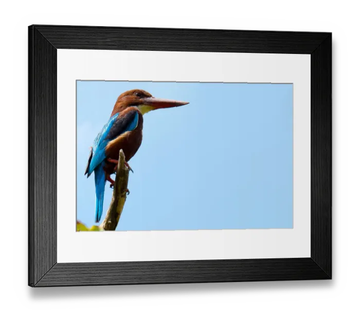 Framed Print : White-throated Kingfisher (Halcyon smyrnensis), Sri Lanka Framed Print : White-throated Kingfisher (Halcyon smyrnensis), Sri Lanka