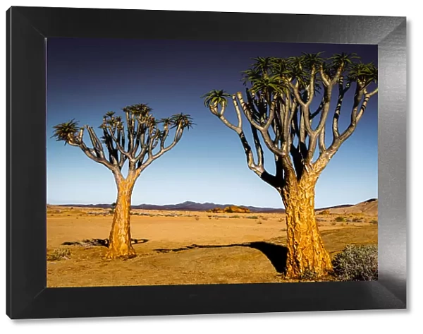 Quiver Trees and Rocky Landscape, Namibia