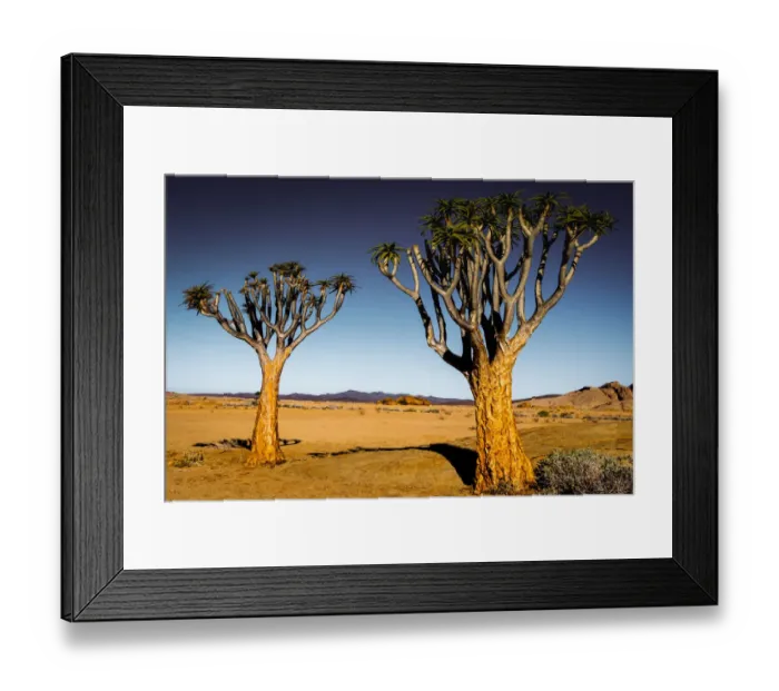 Framed Print : Quiver Trees and Rocky Landscape, Namibia Framed Print : Quiver Trees and Rocky Landscape, Namibia