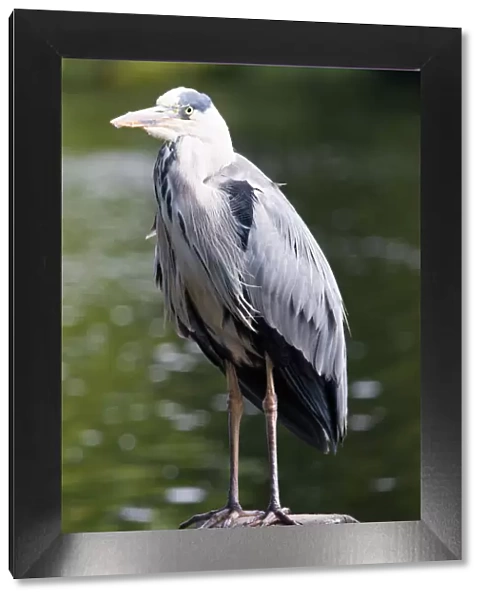 Grey Heron at St. Jamess Park, London