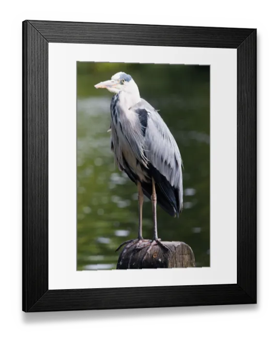 Framed Print : Grey Heron at St. Jamess Park, London Framed Print : Grey Heron at St. Jamess Park, London