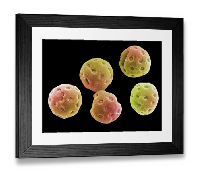 Framed Print : Convolvulus pollen grains, SEM Framed Print : Convolvulus pollen grains, SEM